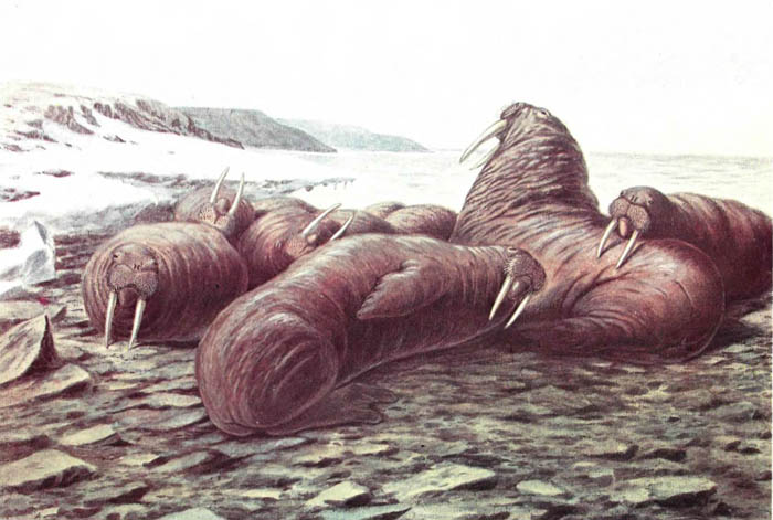 Атлантический морж (группа у мыса Челюскин).