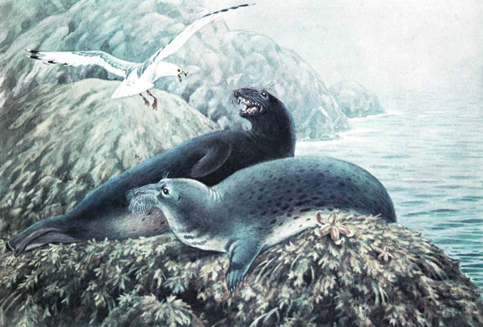 Длинномордый, или серый, тюлень, тевяк (Halichoerus grypus Fabricius, 1791) / Атлас морских млекопитающих / Моря СССР