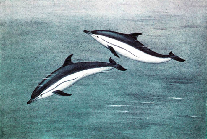 Обыкновенный дельфин.