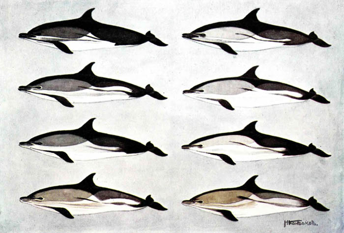 Вариации окраски обыкновенного дельфина.