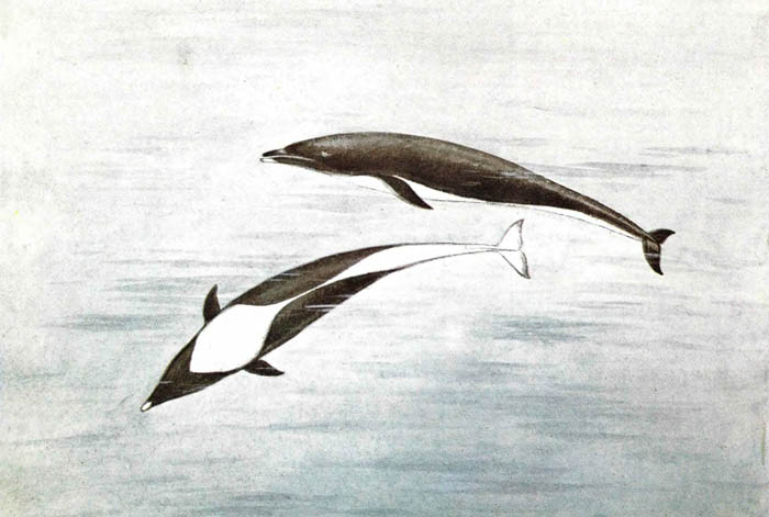 Северный китовидный дельфин.