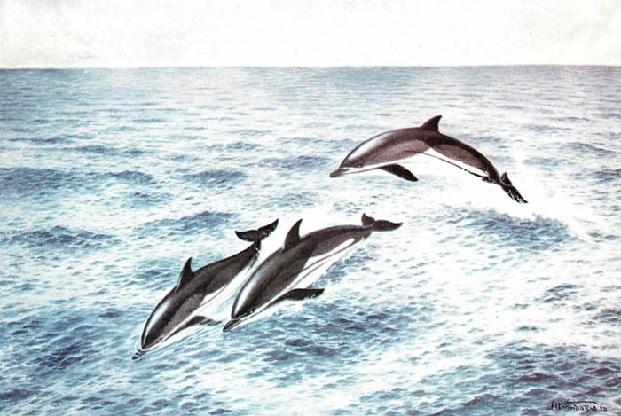 Атлантический белобокий дельфин.
