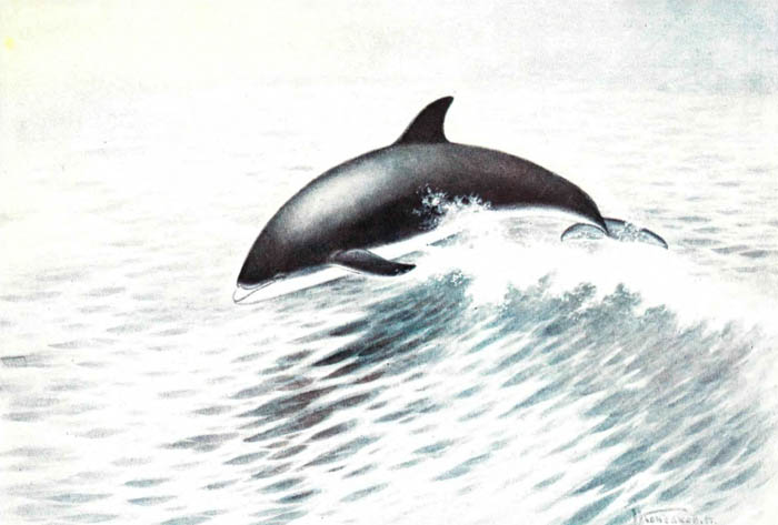 Беломордый дельфин.