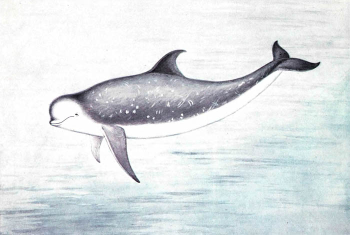 Серый дельфин.