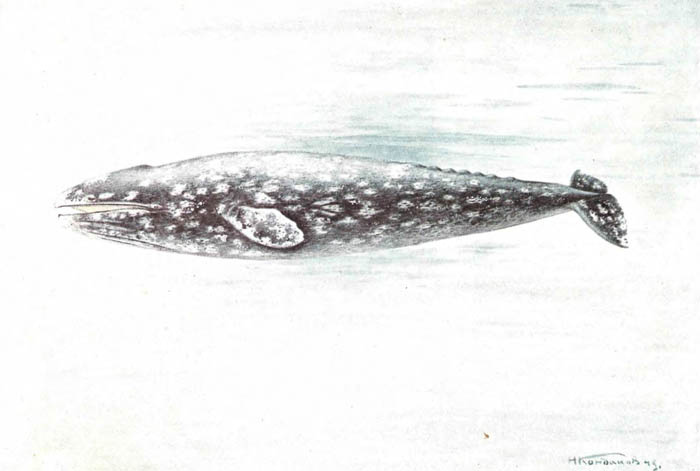 Серый кит.