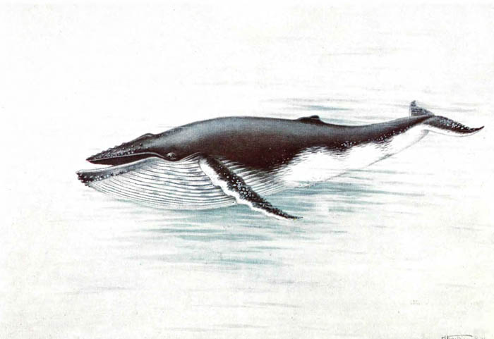 Горбатый кит, или горбач.