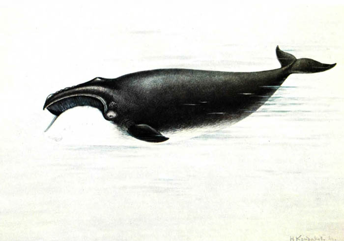 Южный гладкий кит.