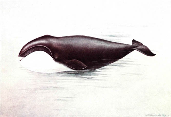 Гренландский кит.