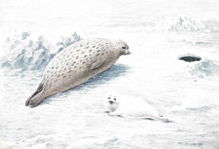 Самка и белёк каспийского тюленя на льду.