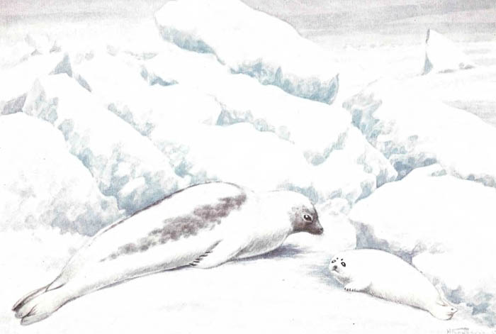 Самка гренландского тюленя с бельком.
