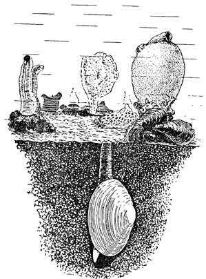 Рисунок 109. Животные биофильтры: асцидии, губки, моллюски.