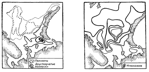 Рисунок 127. Районы массовых скоплений двустворчатых моллюсков, полихет и иглокожих в Баренцовом море. Утолщение линий соответствует увеличению биомассы.