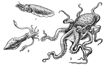 Рисунок 141. Разные промысловые головоногие: 1 — сепия, 2 — кальмар, 3 — осьминог.