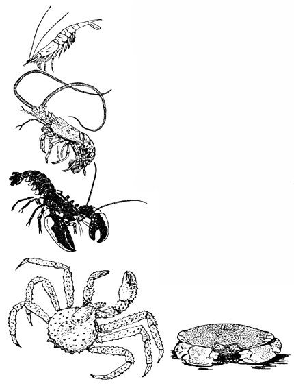 Рисунок 151. Разные промысловые ракообразные. Сверху вниз: креветка, лангуст, омар, камчатский краб, съедобный краб.