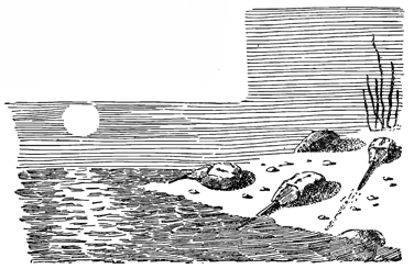 Рисунок 152. Мечехвосты, выползающие на песчаный берег для откладки икры в песок.