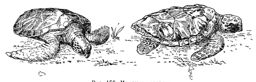 Рисунок 156. Морские черепахи.