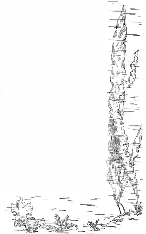 Рисунок 157. Разные промысловые водоросли: ульва, родимения, порфира, хондрус, лауренсия, ламинария.