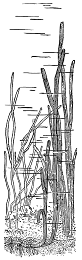 Рисунок 158. Промысловые морские цветковые растения зостера и филлоспадикс (сзади).