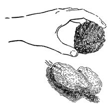 Рисунок 159. Устрицы, источенные губочкой клионой.