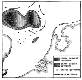 Рисунок 162. Район цветения феоцистис в Северном море и измерение путей миграции сельди.