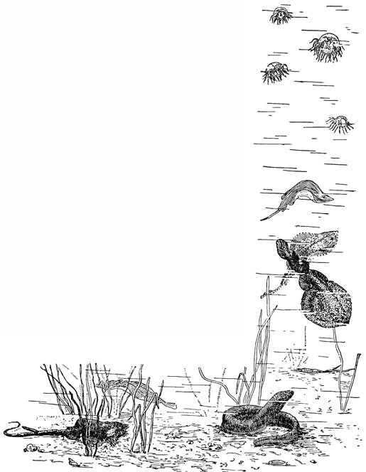 Рисунок 163. Электрические угорь и скат — морской кот, а вверху медузы гонионемусы.