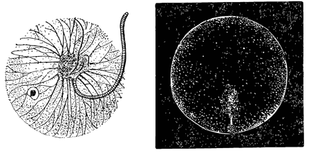 Рисунок 170. Жгутиковое — ночесветка (Noctiluca) и светящиеся капельки в её теле.