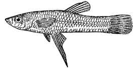 Рисунок 179. Рыбка гамбузия.