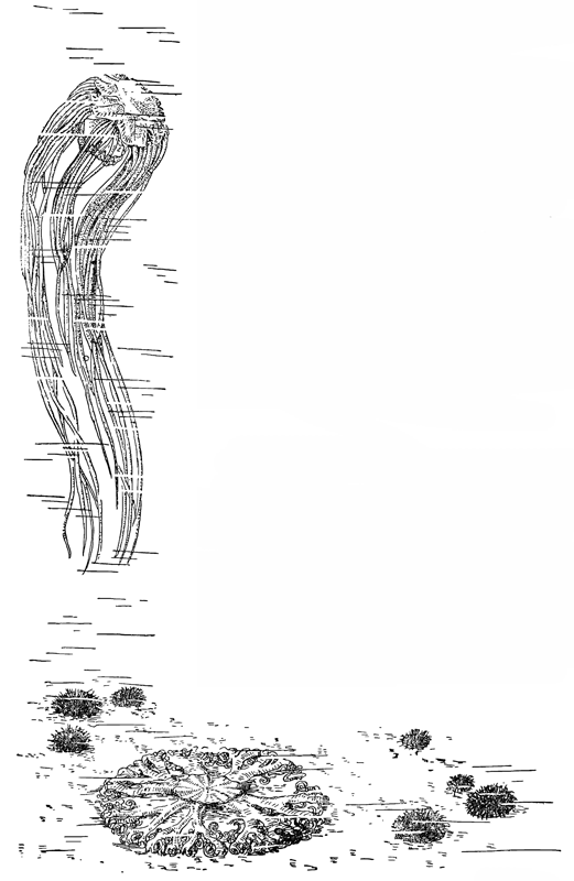 Рисунок 193. Гигантская медуза Cyanea arctica и самая крупная офиура Gorgonocephalus.