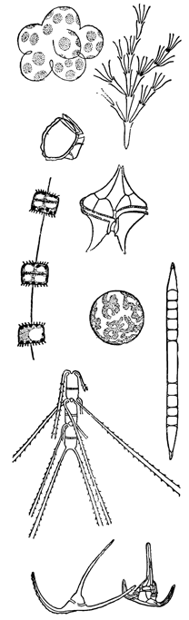 Рисунок 197. Основные формы фитопланктона Баренцова моря.