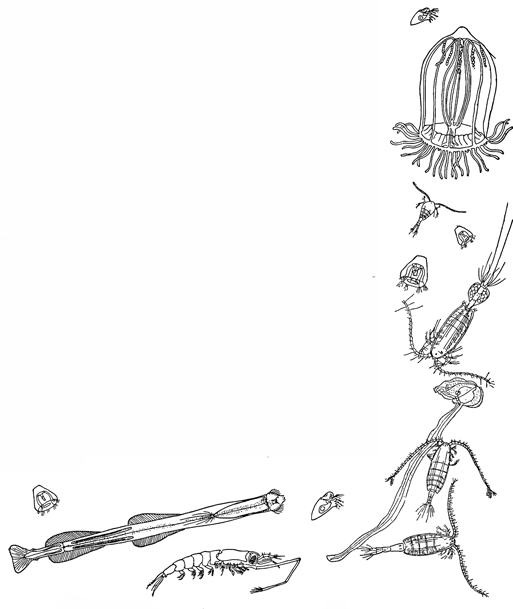 Рисунок 198. Основные формы зоопланктона Баренцова моря.