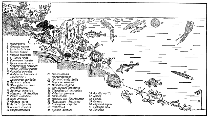 Рисунок 202. Зональное распределение фауны Баренцова моря.