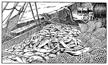 Рисунок 203. Тральщик с уловом рыбы.