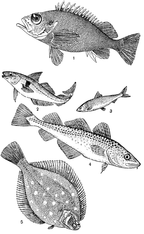 Рисунок 205. Основные промысловые рыбы Баренцова моря: 1 — морской окунь; 2 — пикша; 3 — сельдь; 4 — треска; 5 — морская камбала.