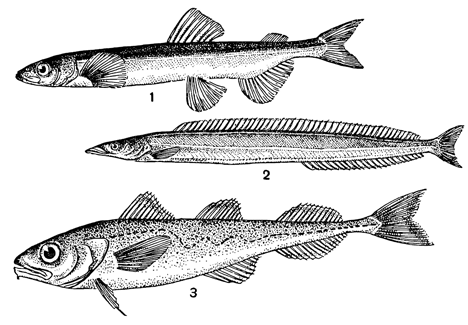 Рисунок 206. Мойва (1), песчанка (2) и сайка (3).