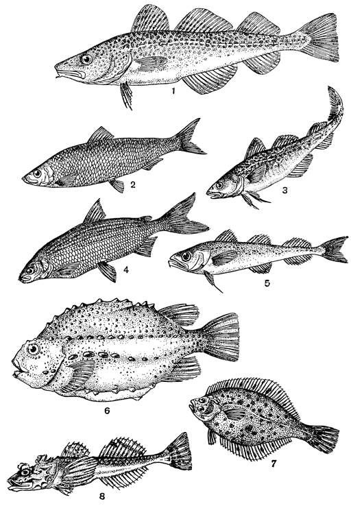 Рисунок 216. Главные промысловые рыбы Белого моря: 1 — треска; 2 — сельдь; 3 — навага; 4 — сиг; 5 — сайка; 6 — пинагор; 7 — полярная камбала; 8 — четырёхрогий бычок.