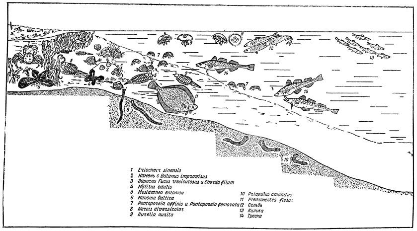 Рисунок 234. Зональное распределение массовых форм фауны Балтийского моря.