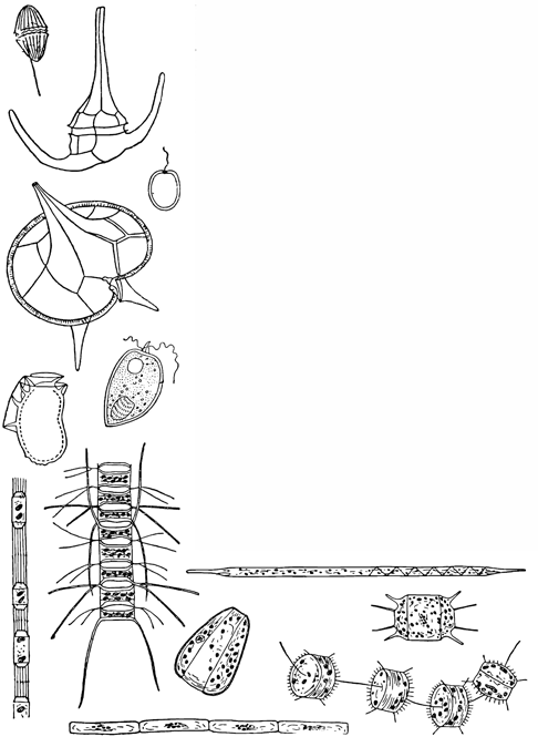 Рисунок 247. Различные диатомовые и перидиниевые водоросли планктона Чёрного моря.