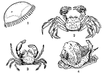 Рисунок 254. Океанические переселенцы в Чёрное море: 1 —Rithropanopeus harrisi (из Зюйдерзее); 2— Eriocheir sinensis (из Балтийского моря); 3 — Blackfordia virginiana (из Северной Америки); 4 — Rapana bezoar (из Японского моря).