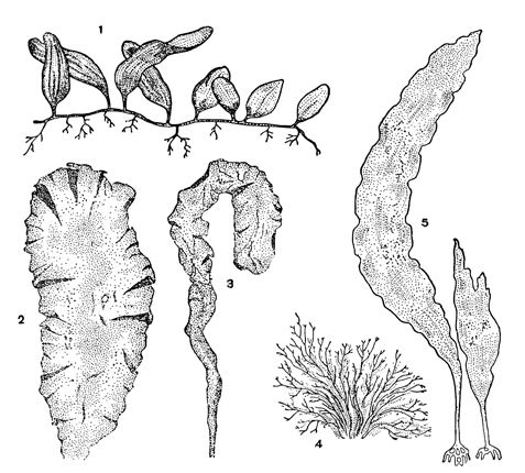 Рисунок 26. Различные морские донные водоросли: 1 — каулерпа; 2 — ульва; 3 — энтероморфа; 4 — анфельция; 5 — ламинария.