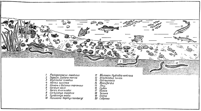 Рисунок 264. Зональное распределение фауны Азовского моря.