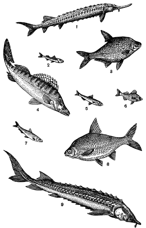 Рисунок 266. Рыбы Азовского моря: 1 — севрюга; 2 — атеринка; 3 — лещ; 4 — судак; 5 — хамса; 6 — перкарина; 7 — тюлька; 8 — тарань; 9 — осётр.
