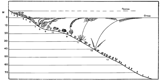 Рисунок 27. Схема вертикального распределения донной растительности (северная часть Тихого океана): 1 — Enteromorpha; 2 — Cladophora; 3 — Fucus; 4 — Pelvetia; 5 — Carallina; 6 — Phyllospadix; 7— Laminaria saccharina; 8 — Laminaria digitata; 9 — Alaria; 10 — Agarum; 11 — Nereocystis; 12 — Macrocystis; 13 — багрянки.