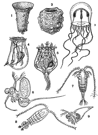 Рисунок 270. Массовые формы каспийского зоопланктона: 1 — тинтиннус; 2 — кодонелла; 3 — каспионема; 4 — аспланхна; 5 — брахионус; 6 — церкопагис; 7 — каланипеда; 8 — гетерокопе; 9 — эвадне.