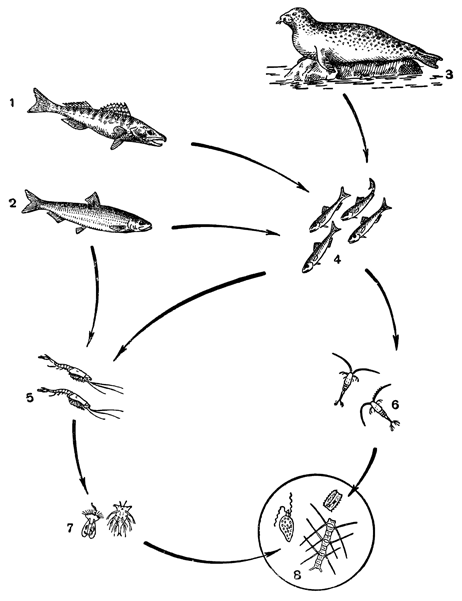 Рисунок 273. Схема пищевого ряда каспийских планктофагов (по Бенингу): 1 — судак; 2 — хищные сельди; 3 — тюлень; 4 — «мирные» сельди; 5 — крупные ракообразные; 6 — мелкие ракообразные; 7 — планктонные личинки донных животных; 8 — фитопланктон.