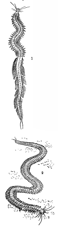 Рисунок 275. Кольчатый червь нереис: 1 — размножающаяся форма; 2 — нормальная особь.