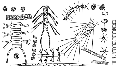 Рисунок 288. Массовые формы диатомового планктона Японского моря (по Гайлу).