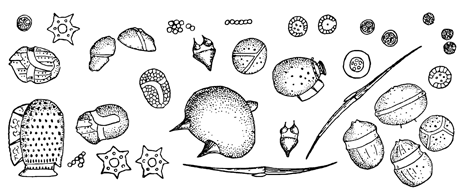 Рисунок 289. Массовые формы перидинеевого планктона Японского моря (по Гайлу).