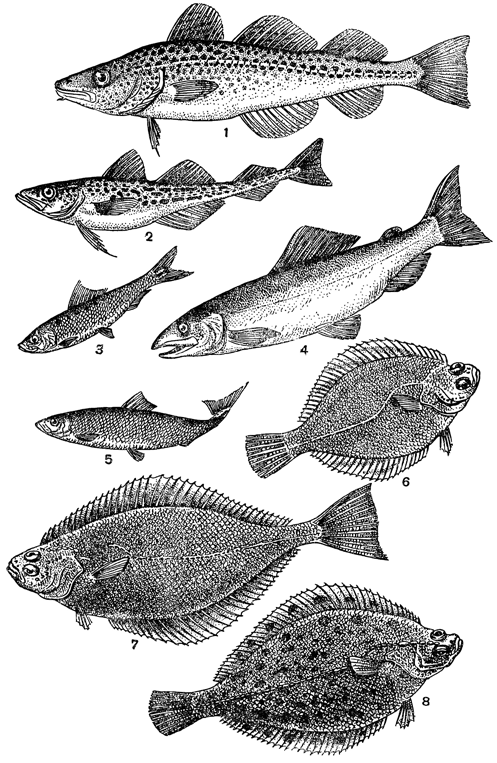 Рисунок 304. Массовые промысловые рыбы дальневосточных морей: 1 — треска; 2 — минтай; 3 — иваси; 4 — кета; 5 — сельдь; 6 — желтопёрая камбала; 7 — палтус; 8 — желтобрюхая камбала