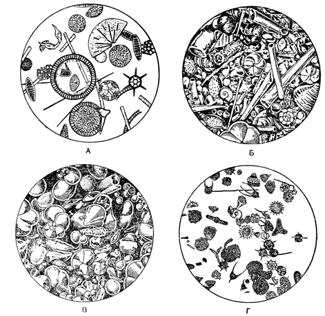 Рисунок 31. Океанические грунты под микроскопом: А — диатомовый ил; Б — птероподовый ил; В — глобигериновый ил, Г — радиоляриевый ил.