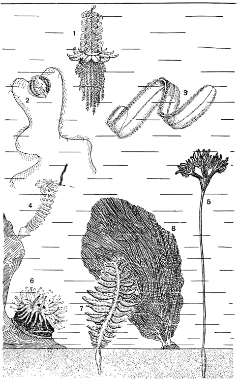 Рисунок 34. Разные кишечнополостные: 1 — сифонофора физалия; 2 — гребневик; 3 — гребневик «пояс Венеры»; 4 — сцифоидный полип; 5 — коралл умбеллула; 6 — актиния; 7 — морское перо; 8 — горгониевый коралл.